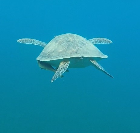 Turtle 2